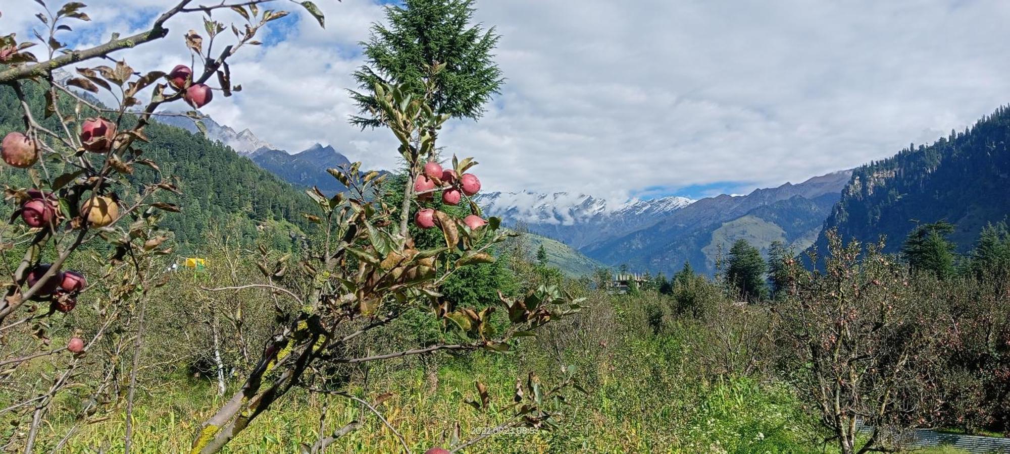 Hotel Apple Flower Manali (Himachal Pradesh) Bagian luar foto